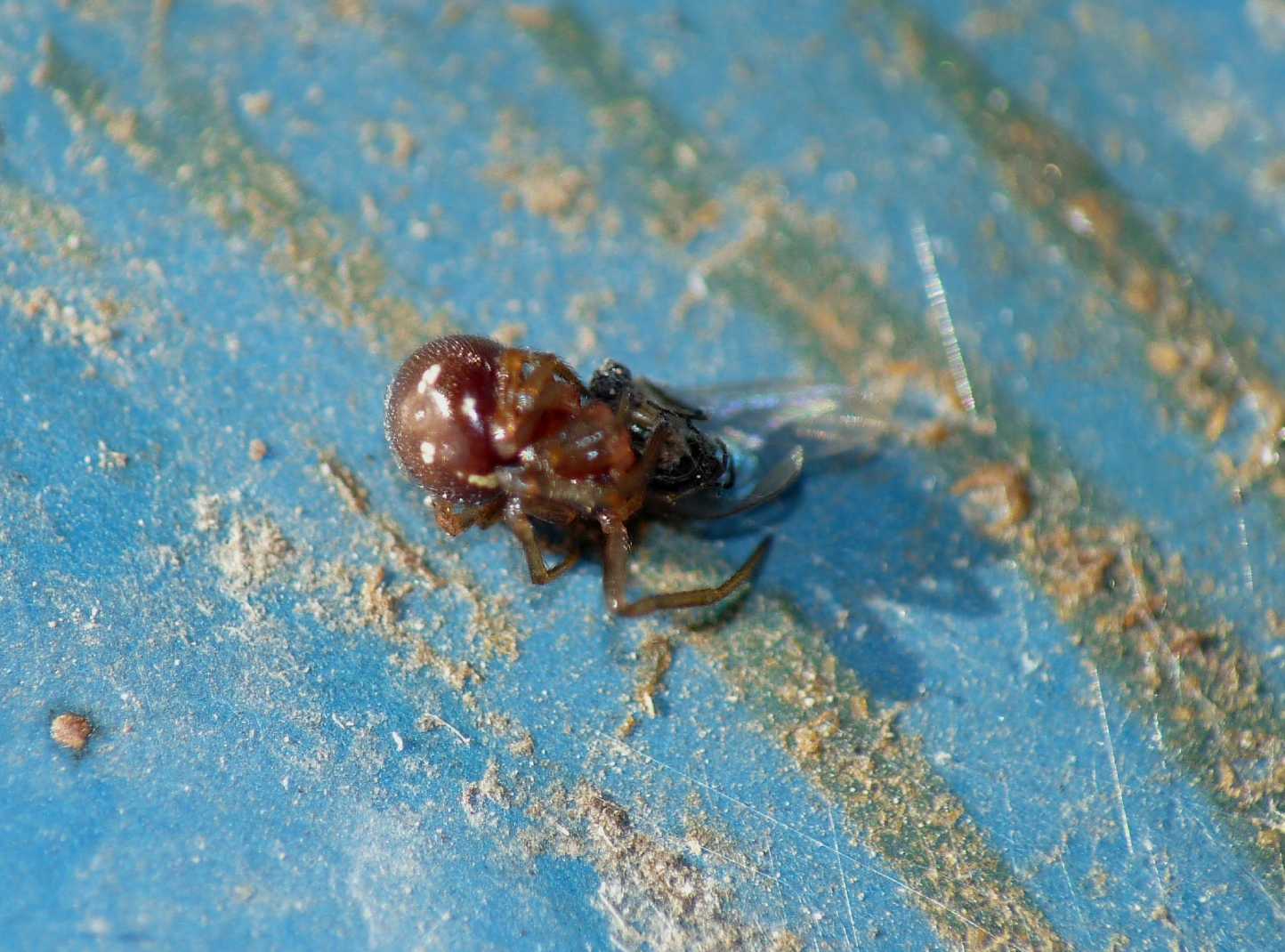 Crustulina sp.